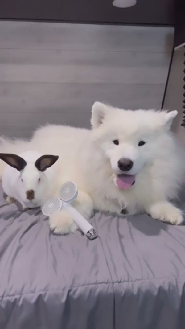 Self-Cleaning Slicker Brush – Double-Headed Cat & Dog Hair Removal Brush